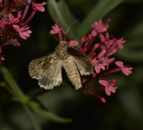 Hecatera dysodea